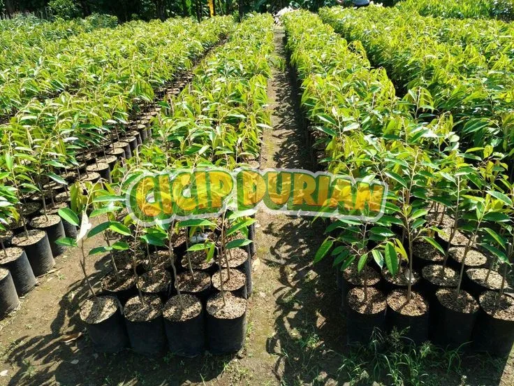 Bibit durian dalam polybag berbaris rapi di lahan pembibitan Cicip Durian