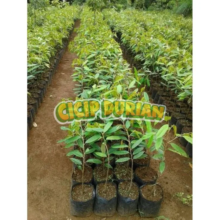 Barisan bibit durian muda di kebun pembibitan Cicip Durian