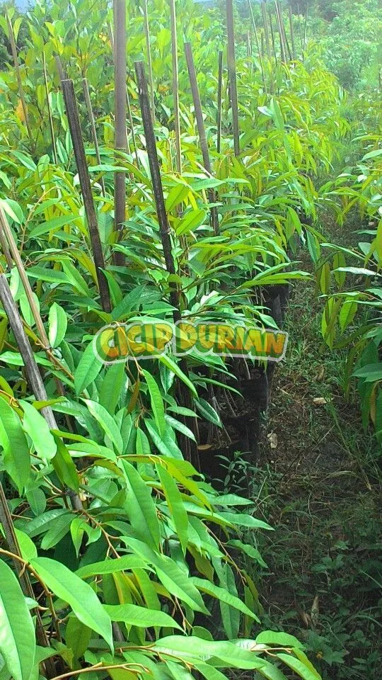 Bibit durian yang sudah diberi ajir bambu penyangga batang