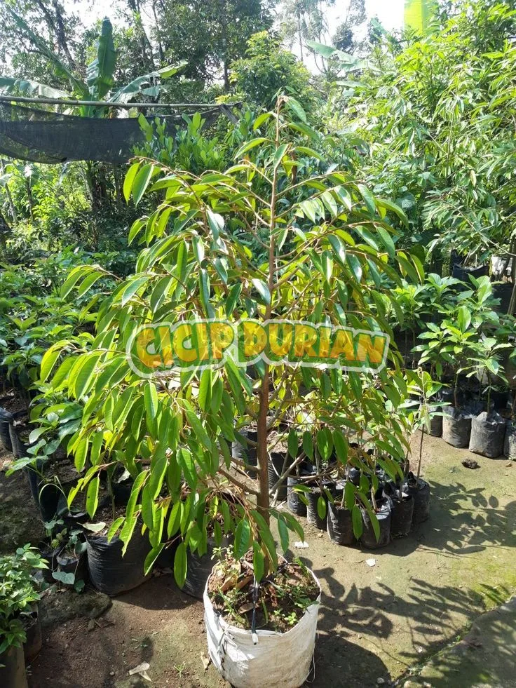 Bibit durian remaja berdaun lebat dalam polybag besar