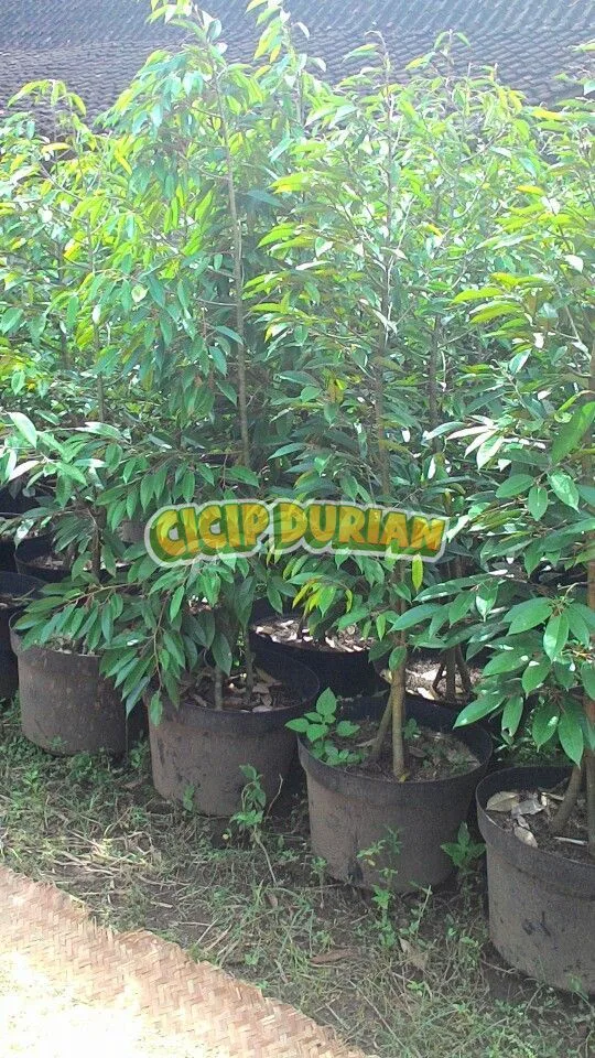 Beberapa bibit durian siap tanam dalam pot di Cicip Durian