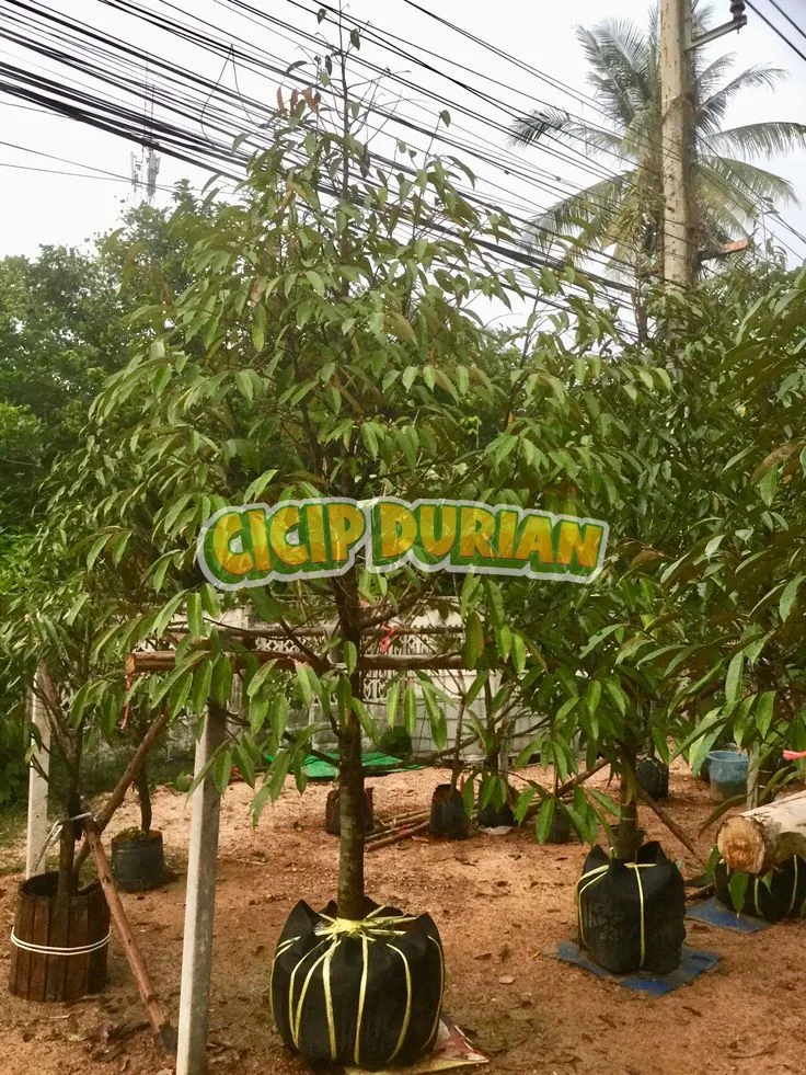 Bibit durian ukuran besar siap dikirim ke kebun pelanggan