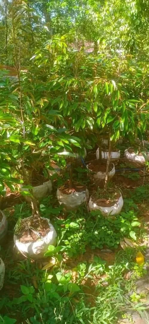 Bibit pohon durian dongkelan siap tanam