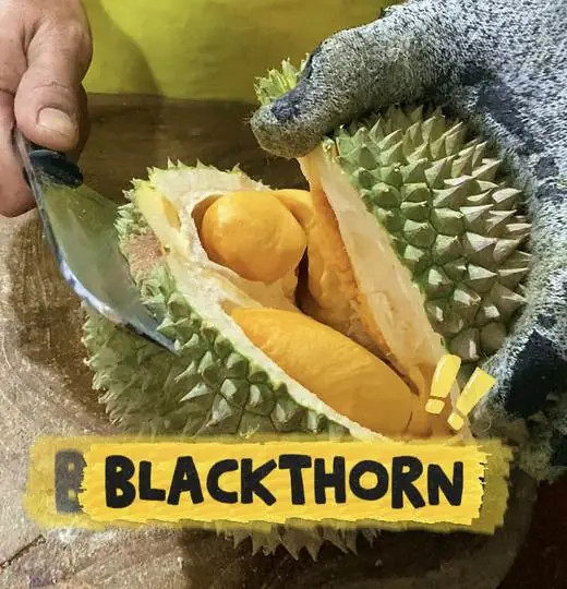 Blackthorn / Ochee / Duri Hitam (D200)