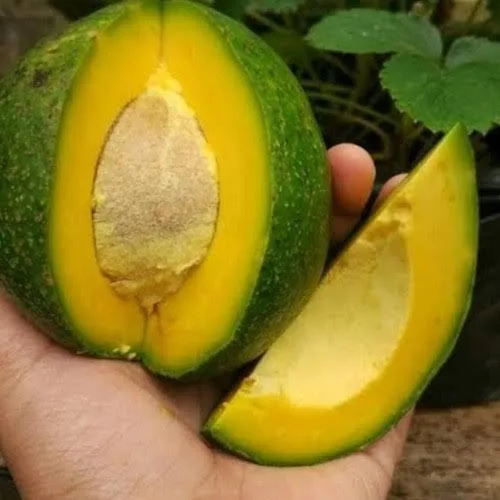 Alpukat mentega premium Cicip Durian