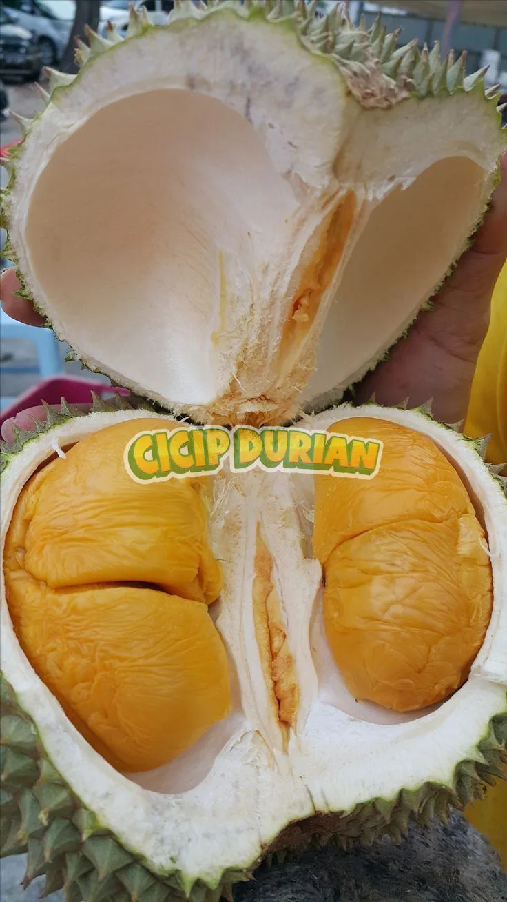 Durian Blackthorn dibelah menunjukkan daging oranye tebal di dalam kulit berduri