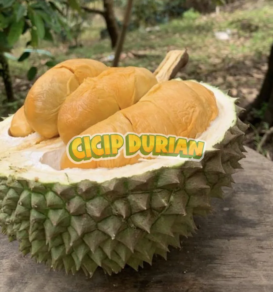 Daging durian Blackthorn berwarna oranye pekat di atas meja kayu
