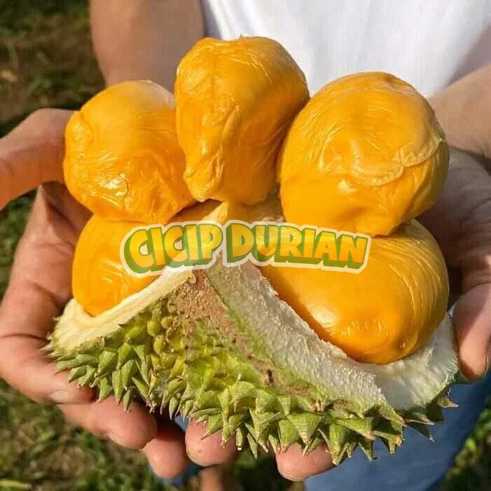 Daging durian Blackthorn dipegang tangan menunjukkan tekstur lembut dan warna oranye