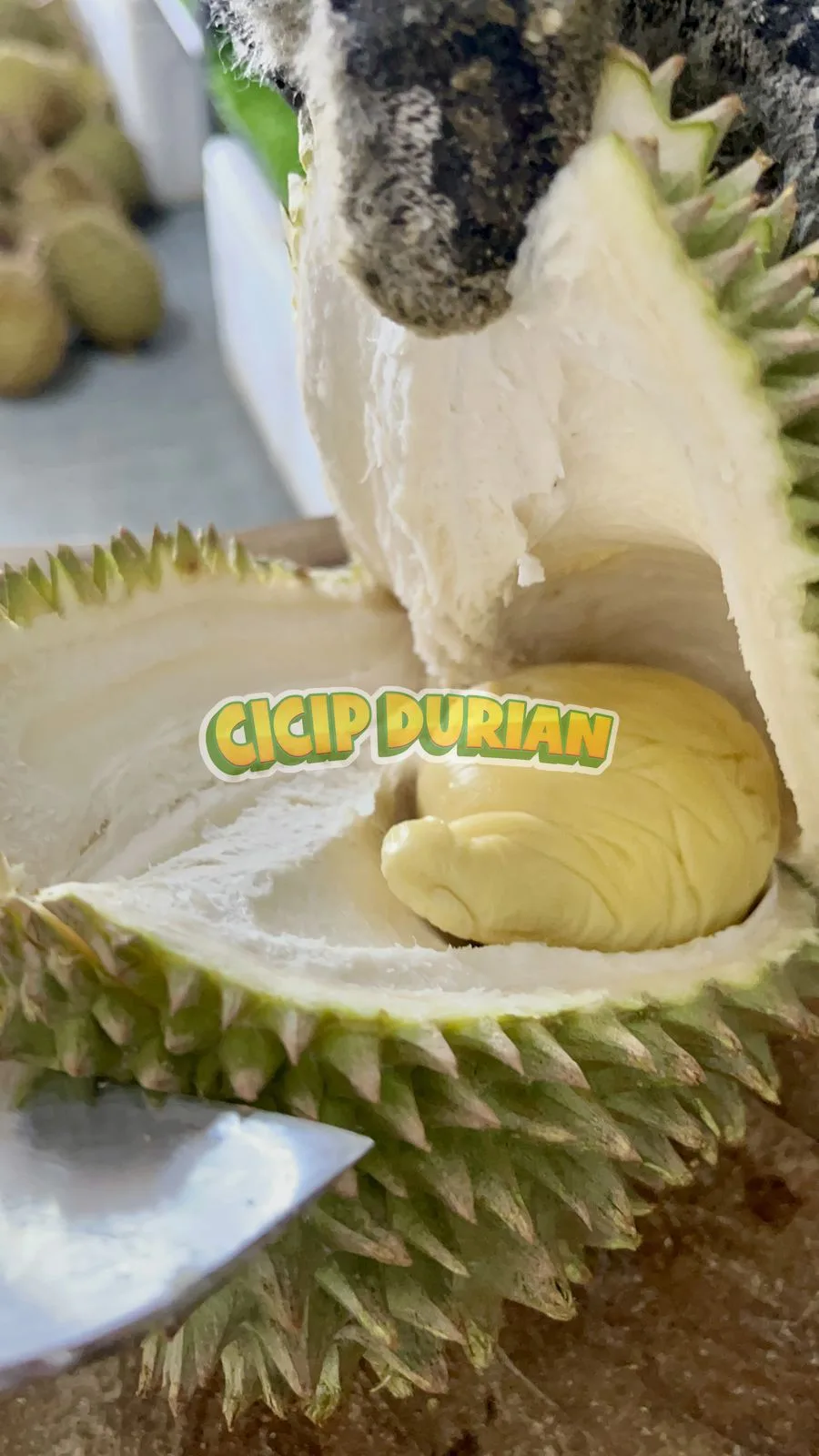 Tim Cicip Durian mengambil daging durian Cumasi yang lembut dan kuning pucat