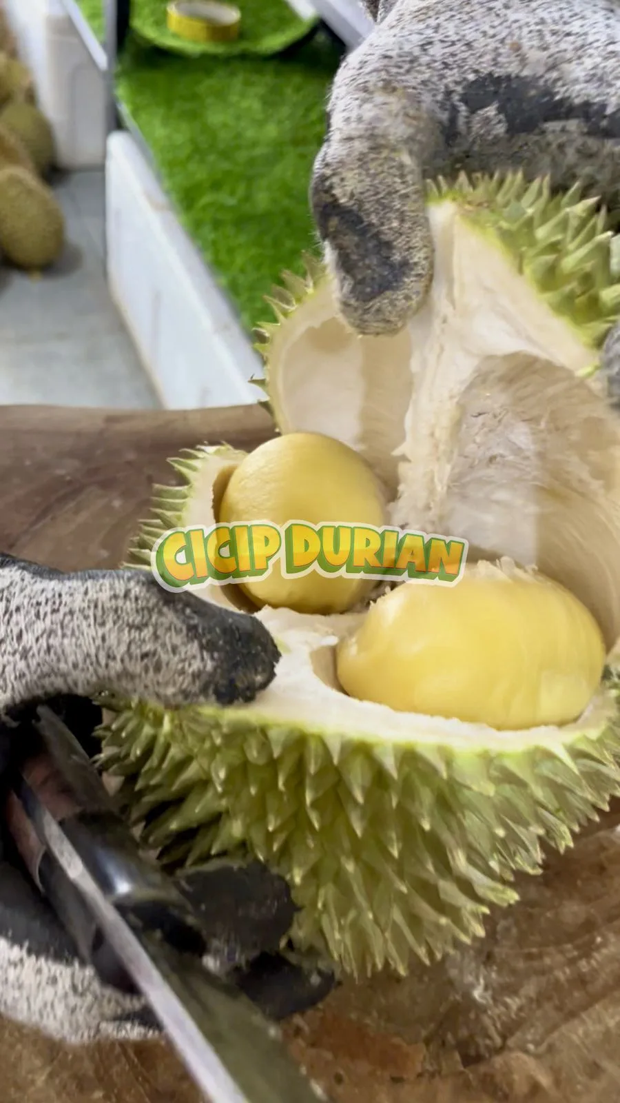 Proses membuka durian Cumasi menunjukkan dua daging berwarna kuning pucat