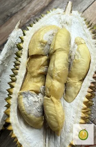 Durian Lokal Unggul Pilihan
