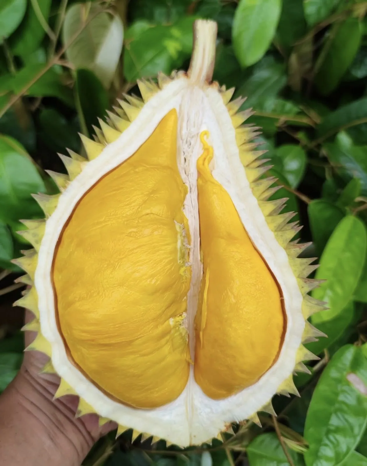 Durian Mantuala Batu Hayam dibelah, daging tebal kuning
