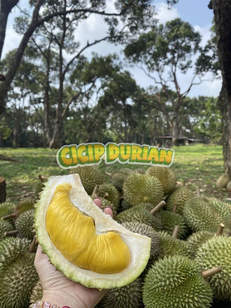 Musangking Import Malaysia D197