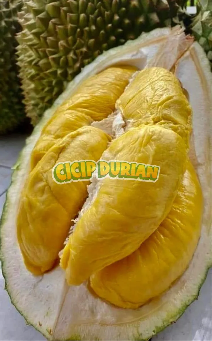 Durian Musang King dibelah menunjukkan empat daging kuning tebal