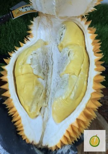 Durian Ripto