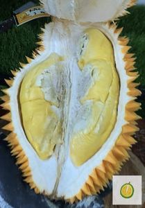 Durian Ripto