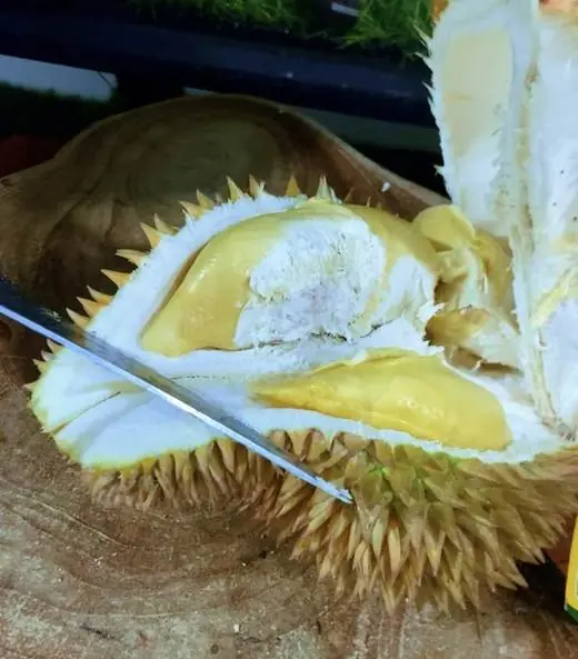 Durian Ripto