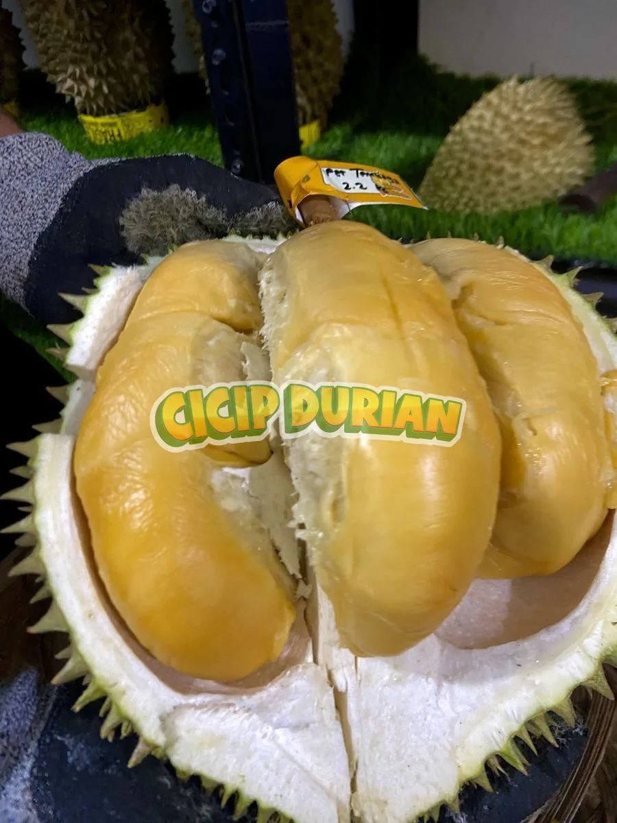 Durian Super Tembaga asli Bangka dengan daging oranye kekuningan dan tebal