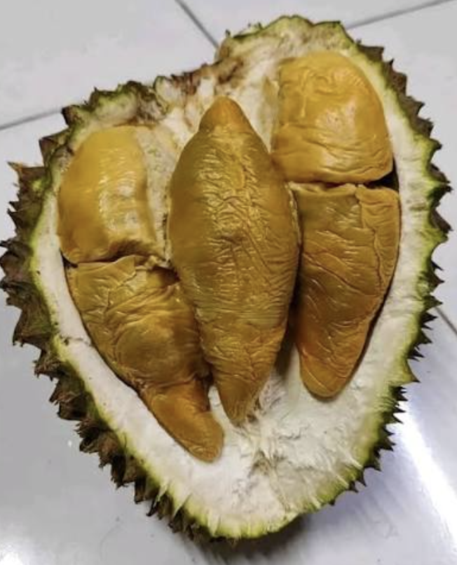 Durian Tupai King utuh terbelah menunjukkan susunan daging di dalam kulit