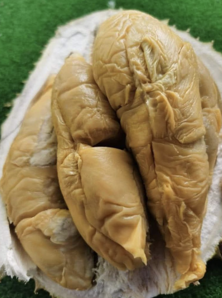 Close-up daging Durian Tupai King bertekstur creamy padat