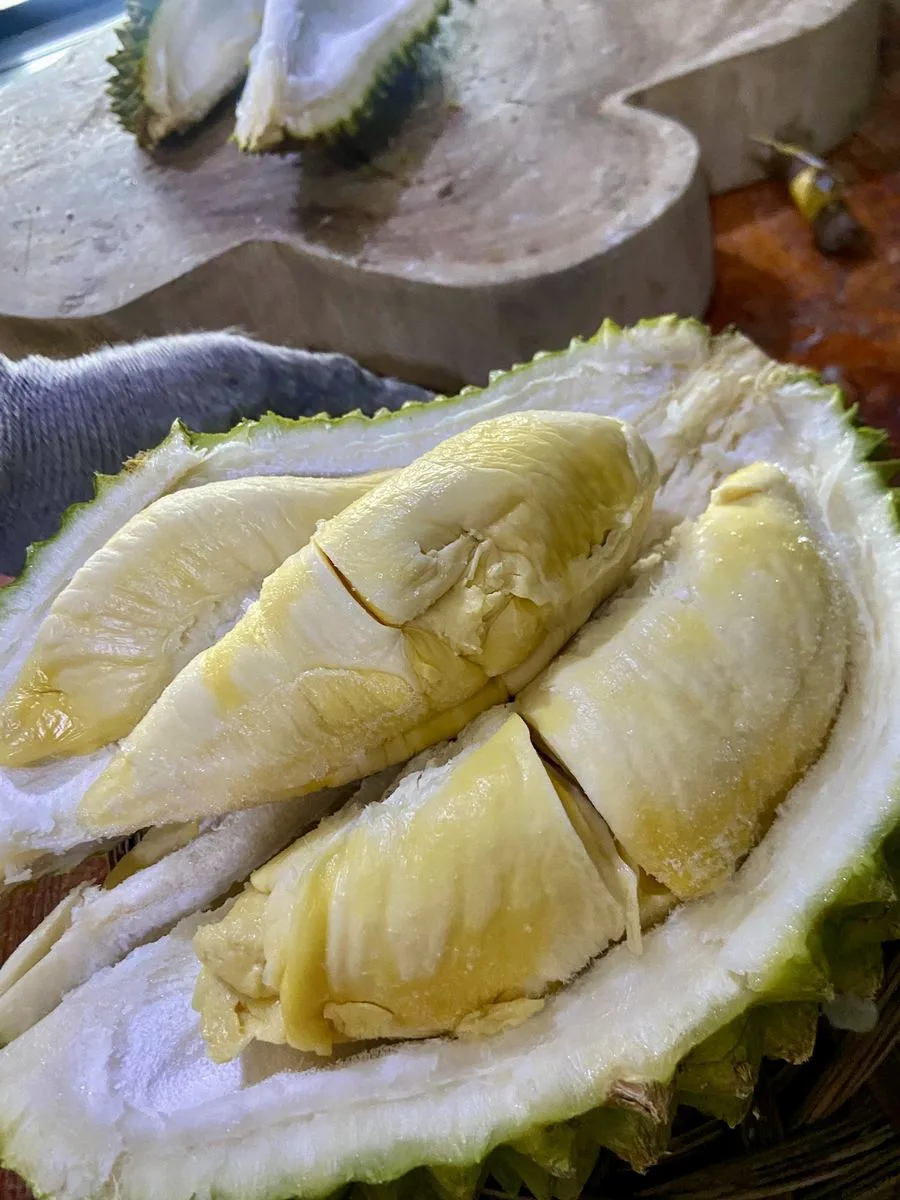 Daging durian Musang King segar hasil penyimpanan cold chain Cicip Durian