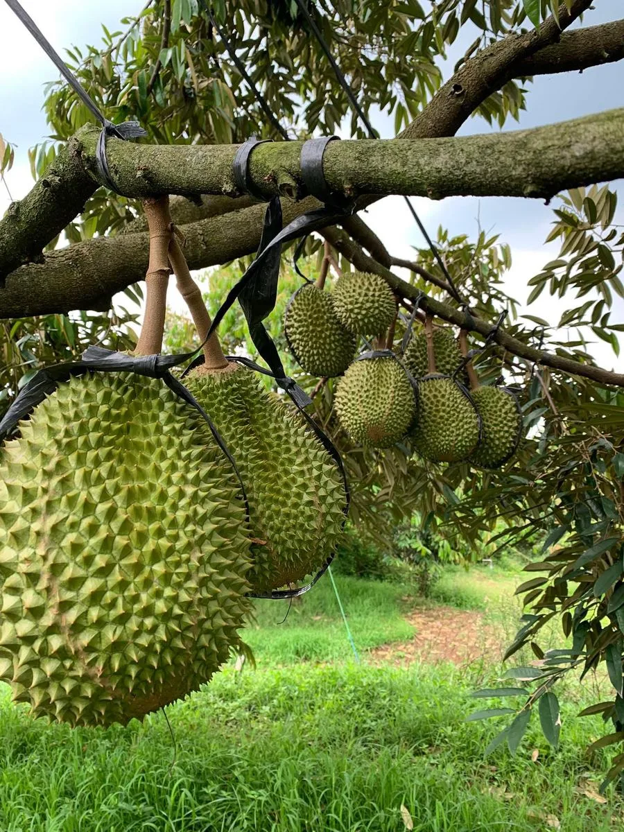 Durian matang pohon di kebun mitra Cicip Durian, dipanen jatuhan bukan diperam