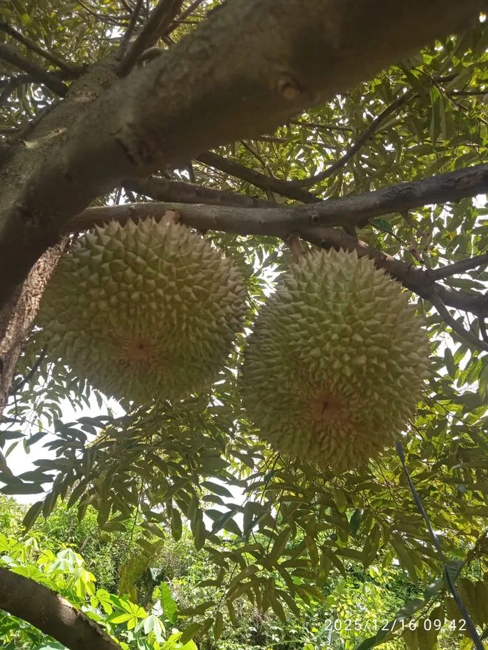 Durian terdekat bsd - Kebun mitra Cicip Durian