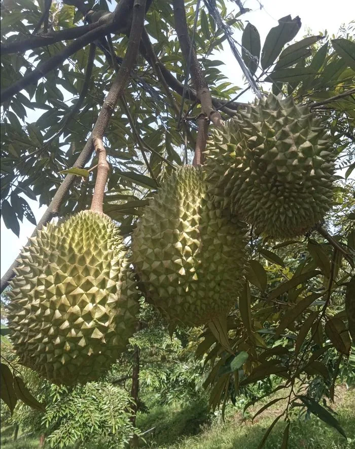 Kebun durian Cicip Durian