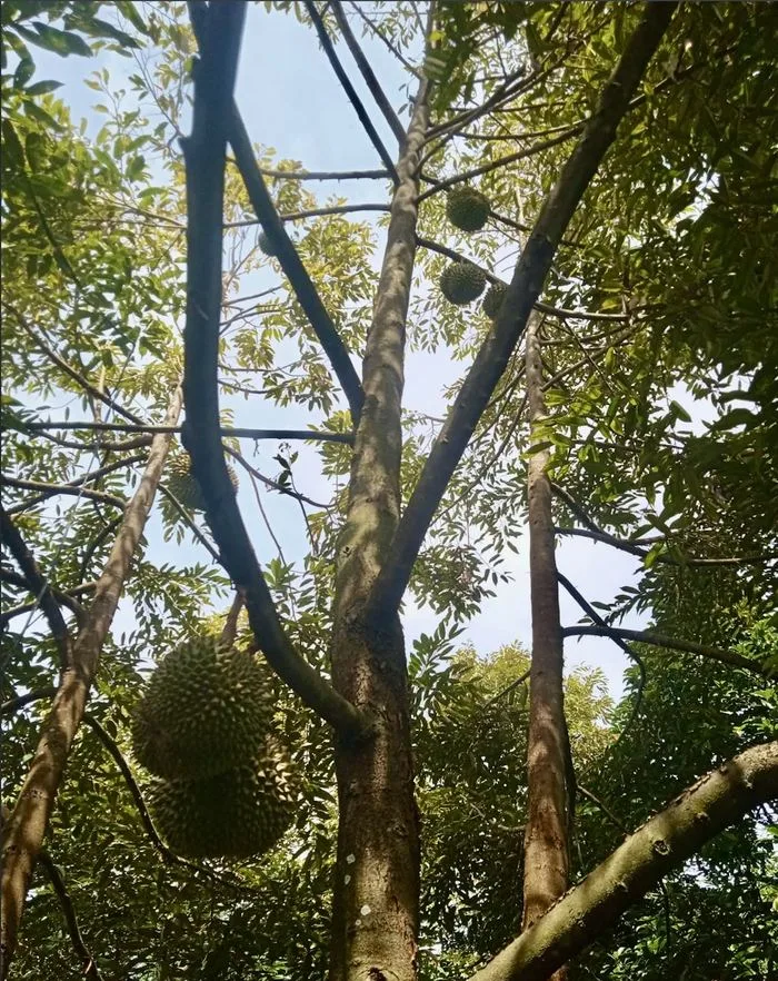 Kebun durian Cicip Durian
