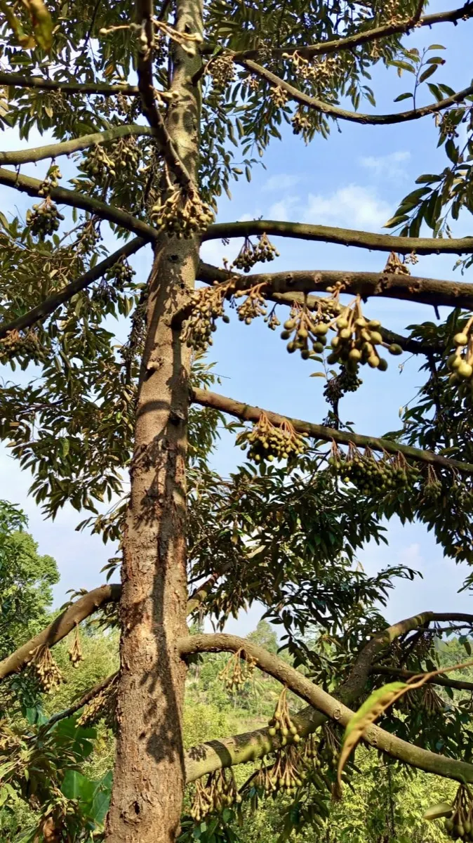 Durian muda bergerombol di kebun mitra Cicip Durian untuk Alam Sutera