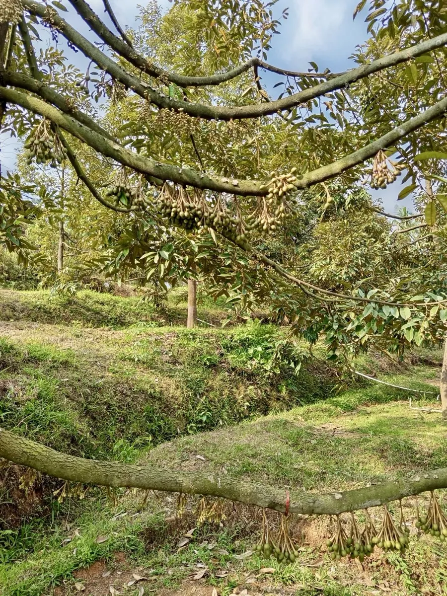 Dahan durian muda di kebun mitra Cicip Durian, pasokan untuk BSD City