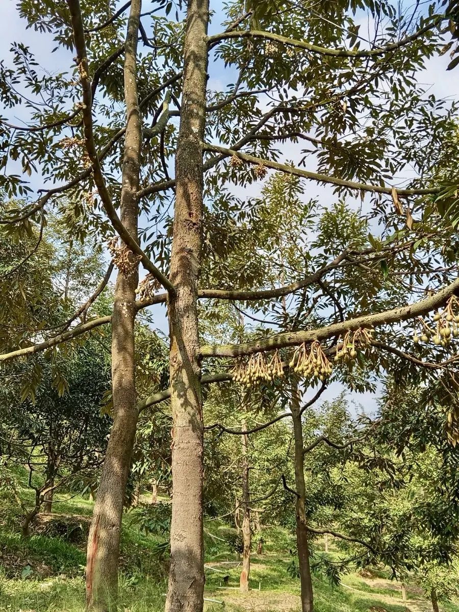 Kebun durian mitra Cicip Durian, sumber pasokan segar untuk Ciputat