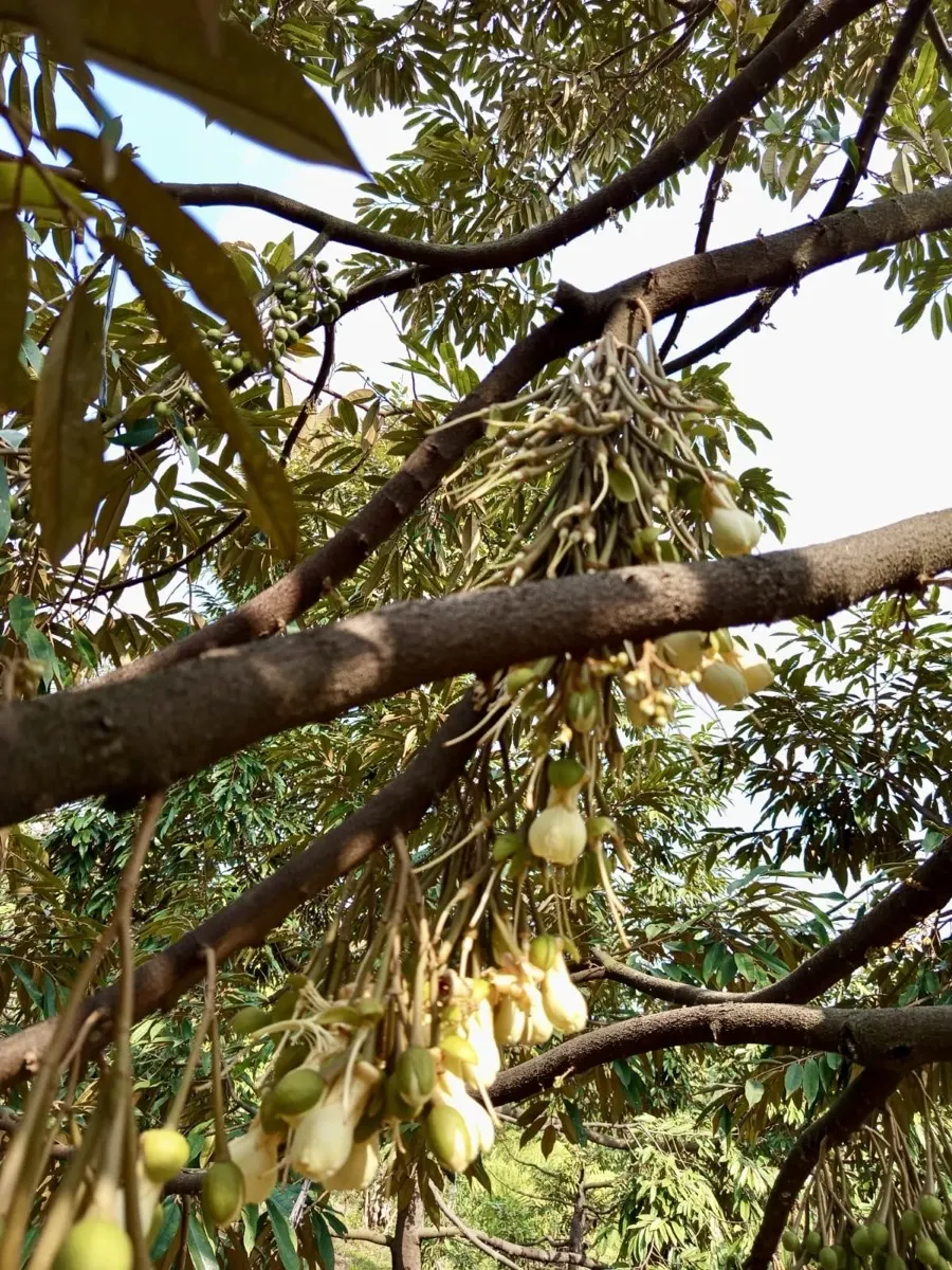 Bunga durian mekar di kebun mitra Cicip Durian, calon buah untuk Jakarta Barat