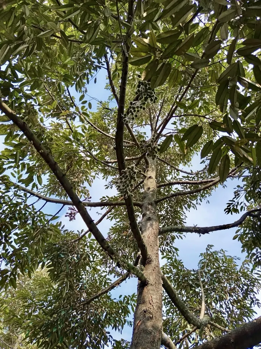 Pohon durian tinggi di kebun mitra Cicip Durian, pasokan untuk Kelapa Gading