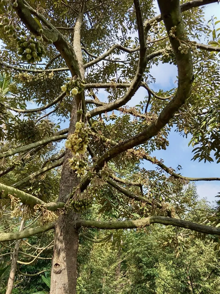 Bunga durian bergelantungan di kebun mitra Cicip Durian untuk Pamulang
