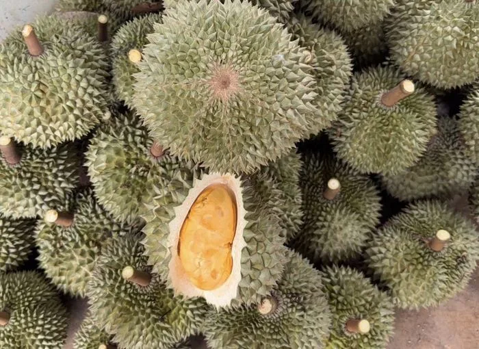 Suasana kebun durian mitra Cicip Durian untuk kebutuhan BSD City