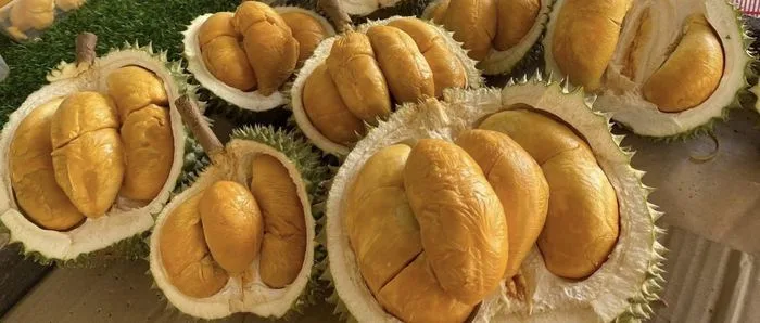 Durian di pohon, kebun Cicip Durian