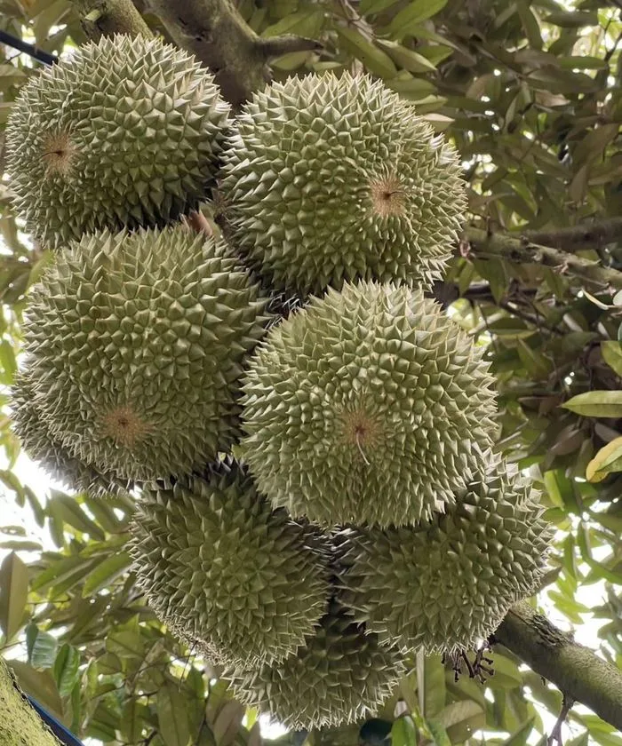 Durian bergelantungan di pohon, kebun Cicip Durian
