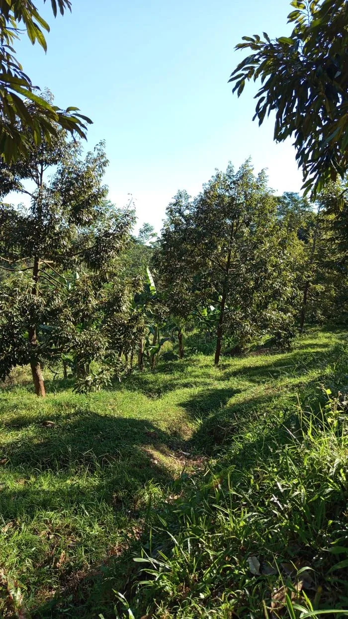 Suasana kebun durian Cicip Durian