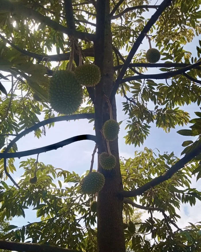 Durian muda bergelantungan di pohon, kebun Cicip Durian
