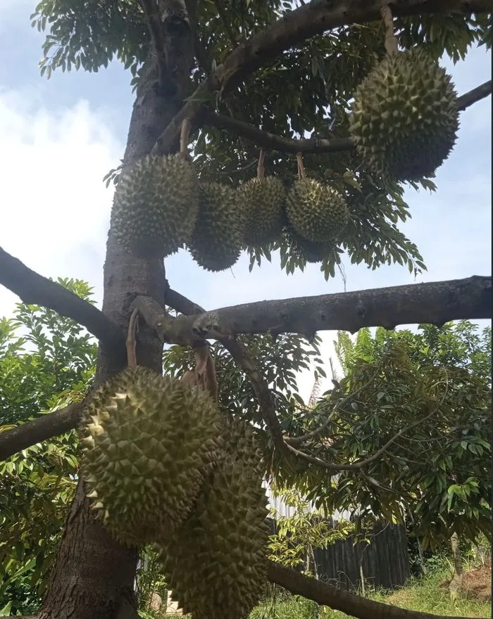 Pohon durian Bawor di kebun Cicip Durian