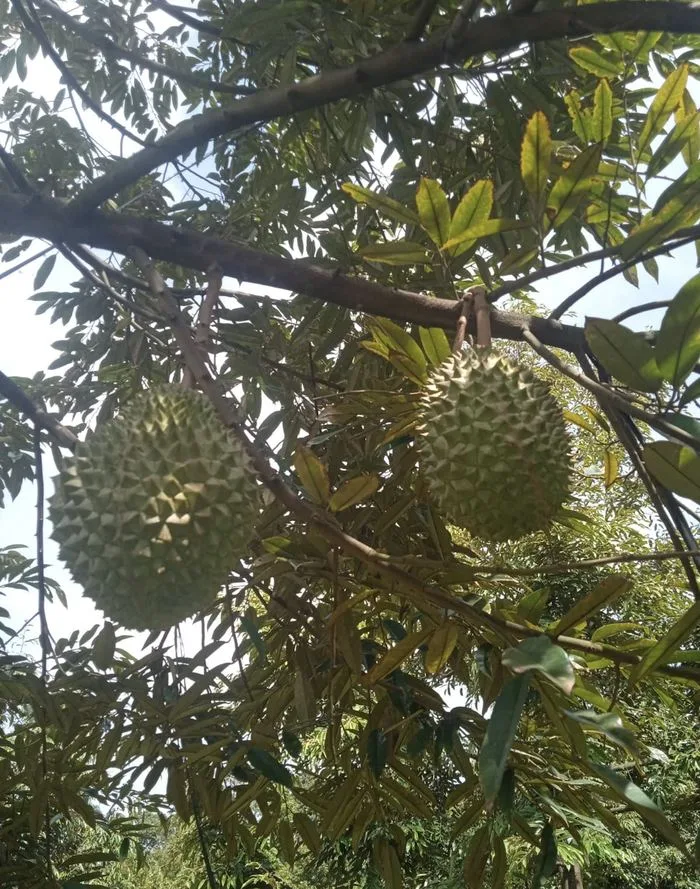 Kebun durian Cicip Durian