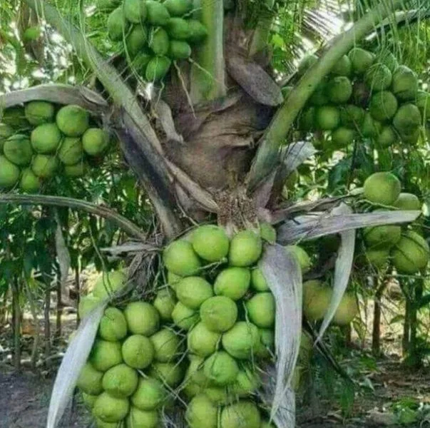 Kelapa Pandan Wangi