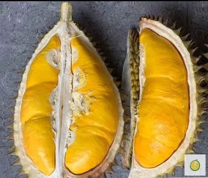 Mantuala Batu Hayam