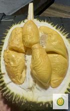 Durian Mas Muar Johor Malaysia