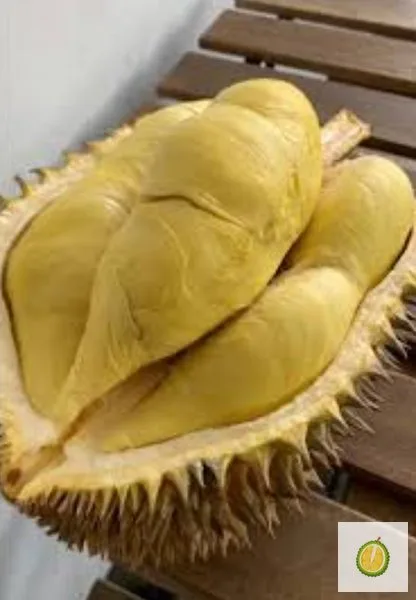 Montong Palu