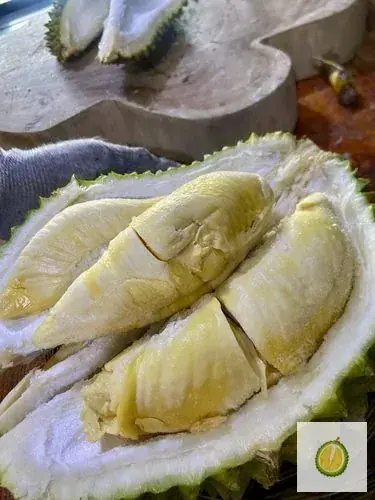Musang King Nitrogen Malaysia