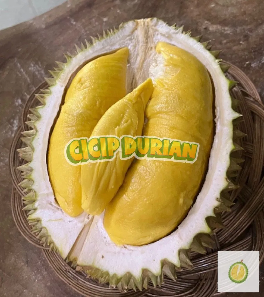 Durian Musang King dengan tiga daging tersusun rapi dalam kulitnya
