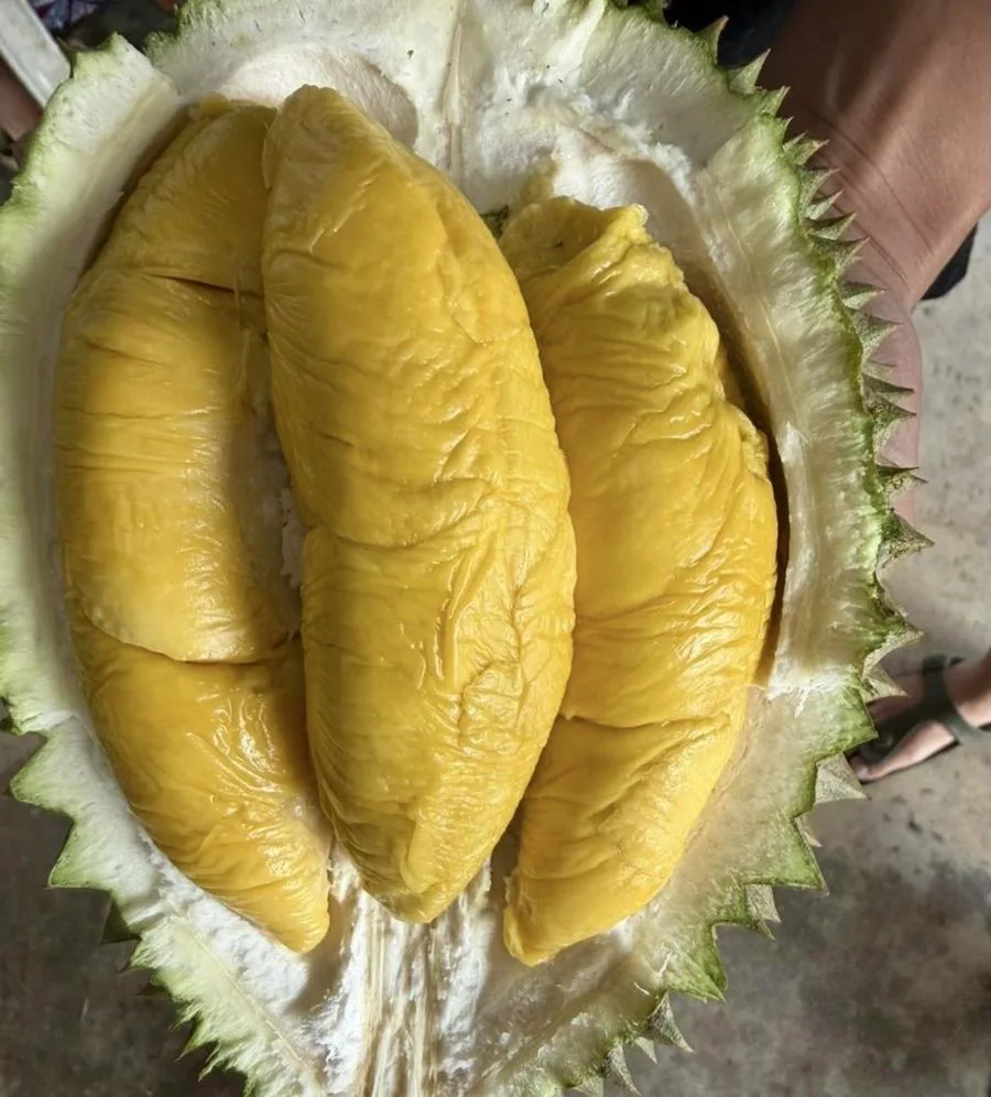 Kebun durian mitra Cicip Durian