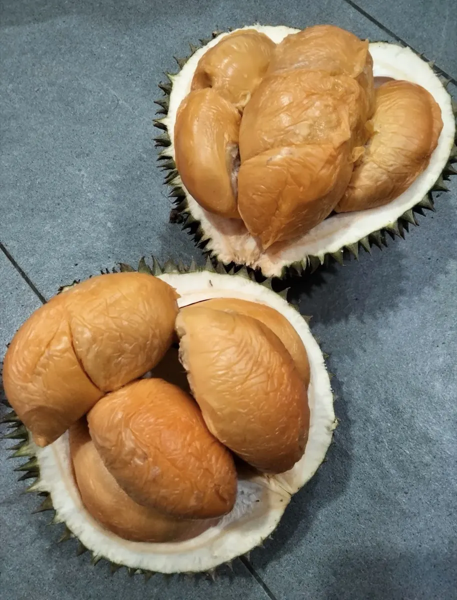 Durian oranye legit hasil seleksi Cicip Durian untuk Rawa Buntu